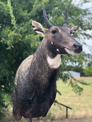Nilgai Forms, NG240, Jetz Taxidermy Supplies
