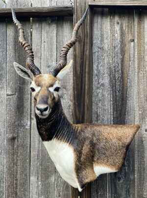 Jetz Taxidermy Supply