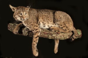 Jetz Taxidermy Supplies