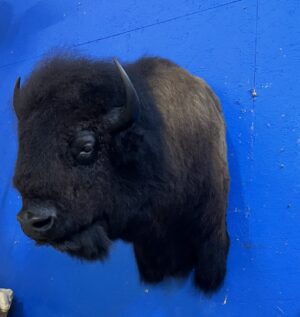 Buffalo, Shoulder Mount, Jetz Taxidermy