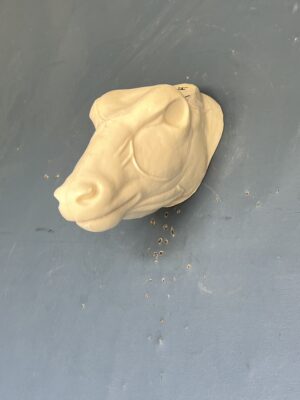 Nyala Head, Jetz Taxidermy Supply